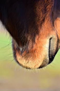 Close-up of a horses mouth from behind against a blurry background