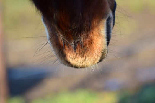 Close-up of a horses mouth from behind against a blurry background