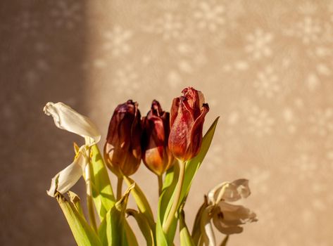 Flowers tulips at home in the warm rays of the winter sun. Beautiful decor and greeting card.