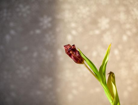 Flowers tulips at home in the warm rays of the winter sun. Beautiful decor and greeting card.