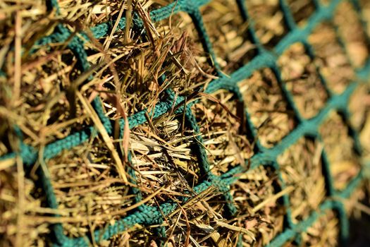 Close-up of hay under a green hay