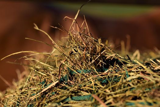 Close-up of hay under a green hay against a blurred brown background