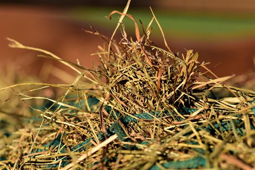 Close-up of hay under a green hay against a blurred brown background