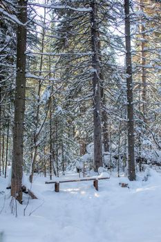 Winter road in a snow-covered forest, tall trees along the road. There's a lot of snow on the trees. In the forest, a wooden bench for recreation. The concept of the winter season.