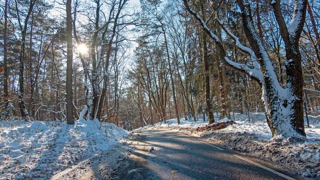 Country road in the snowy woods in the Netherlands on a winter day