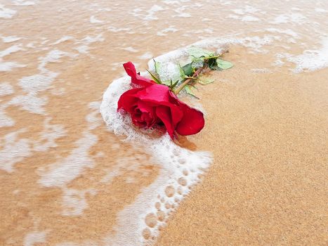 Red rose at the beach near the ocean