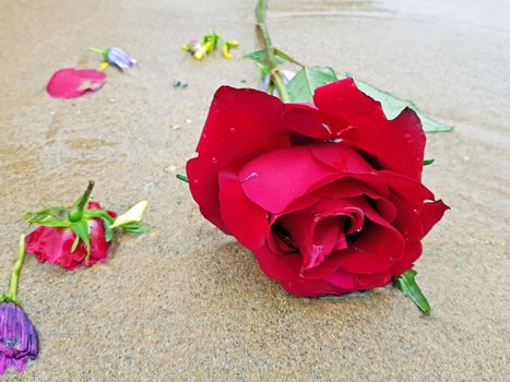 Red rose at the beach near the ocean