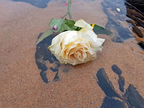 White rose floating in the water from the ocean 