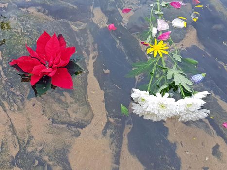 Red poinsettia flower and white gerbera flower at the beach (Euphorbia pulcherrima)