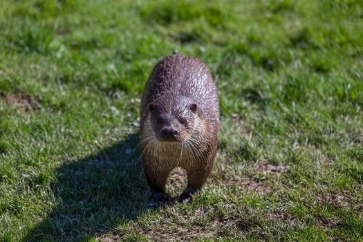 European Otter, Lutra Lutra, in the British countryside