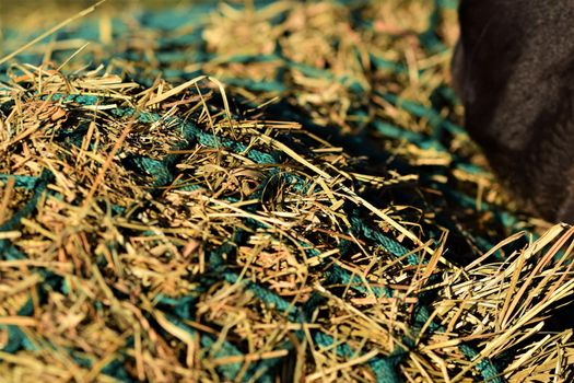 Close-up of hay under a green hay against a blurred background