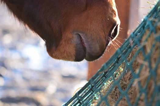 Close-up of a horses mouth in front of hay under a green hay against snow in the background