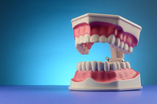 A set of teeth on display for dental purposes with copyspace for your edits.