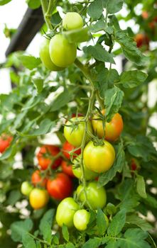 Young plants of tomato hydroponic plants in greenhouse