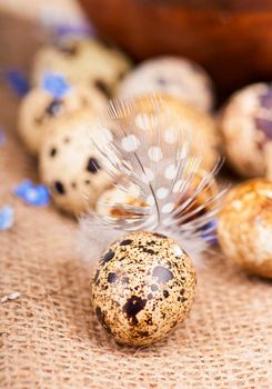 quail eggs and feather lie on a cloth