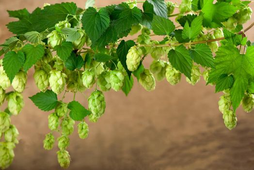 Fresh green hops on a wooden table