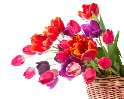 Spring color tulips in a bouquet with pink, red beautiful flowers isolated on white