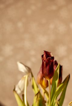 Flowers tulips at home in the warm rays of the winter sun. Beautiful decor and greeting card.