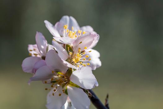 freshly blossomed spring peach blossoms on a sunny day