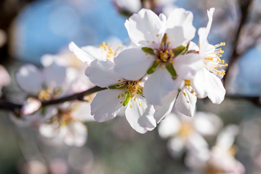 freshly blossomed spring peach blossoms on a sunny day