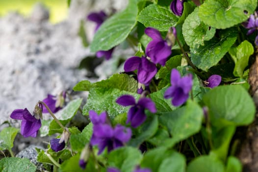 freshly blossomed violet plant in the garden first days of spring