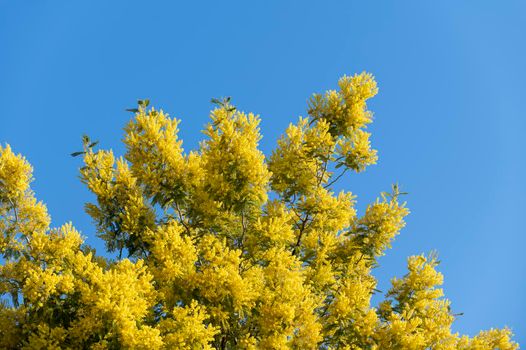 mimosa plant with an intense yellow color, symbol of women's day 8 March