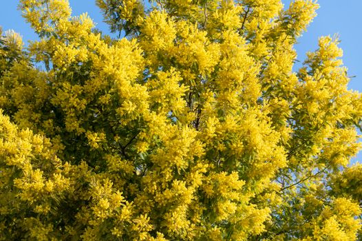 mimosa plant with an intense yellow color, symbol of women's day 8 March