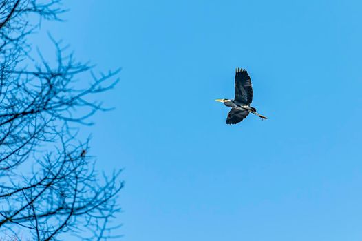 gray heron flying across the sky looking for prey on a sunny day