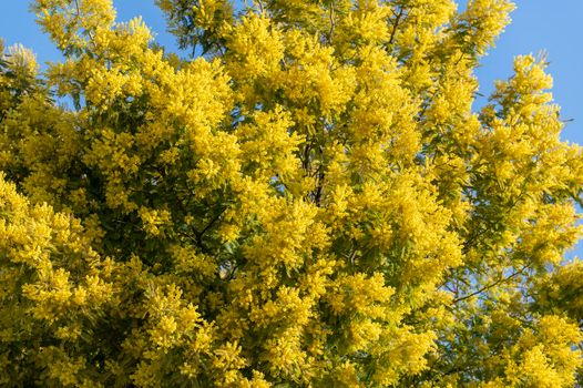 mimosa plant with an intense yellow color, symbol of women's day 8 March