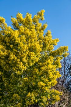 mimosa plant with an intense yellow color, symbol of women's day 8 March