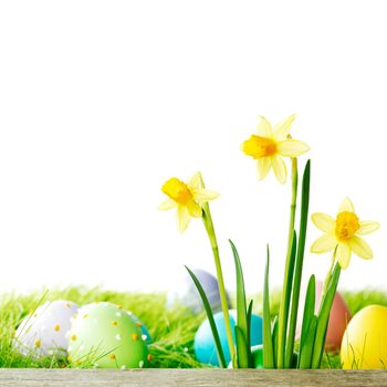 Yellow narcissus Flowers and easter eggs on spring grass background