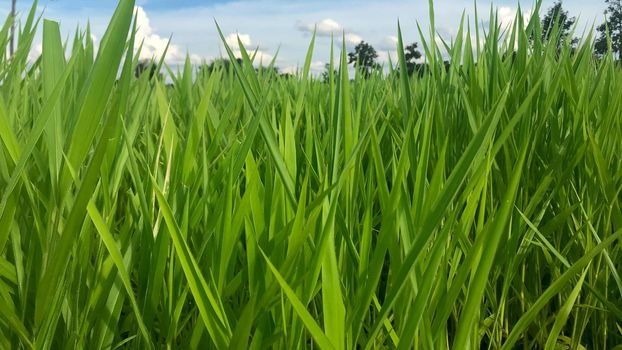 Ruzi grass for feeding animal, Brachiaria ruziziensis