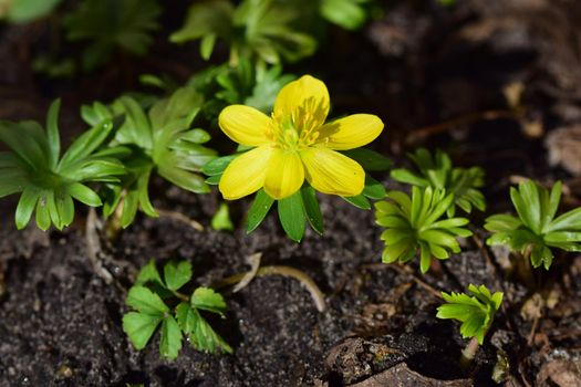 Close-up of an Eranthis hyemalis - Winterling