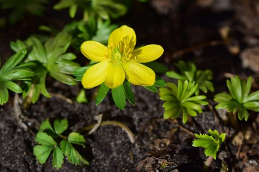 Close-up of an Eranthis hyemalis - Winterling