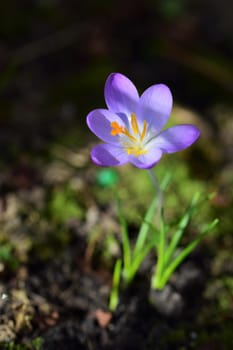 Purple crocus as a close-up against a blurred background