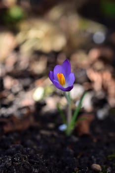 Purple crocus as a close-up against a blurred background