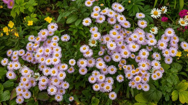 Pink wild daisies, background of spring flowers.