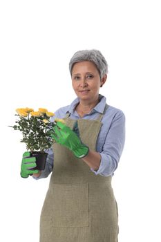 Gardening. Mature woman gardener worker with flowers in pot isolated on white background, full length portrait