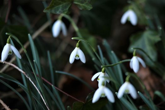 Snowdrops in the bed as a close-up