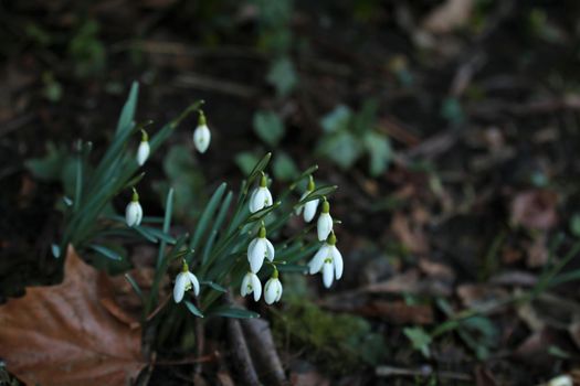 Snowdrops in the bed as a close-up