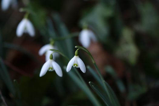 Snowdrops in the bed as a close-up