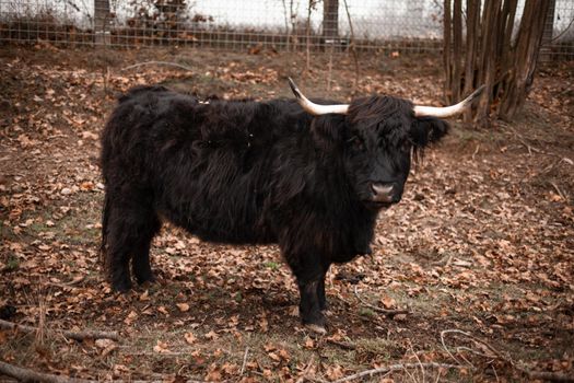 Bos mutus behavior on a farm on rural areas.