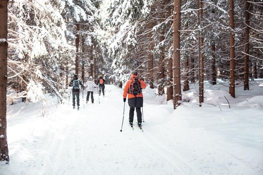 cross-country skiing in the woods in the snow in winter.
