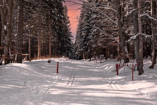 cross-country trail in a snowy winter forest at sunset.