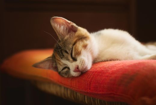 Gorgeous kitten sleeping on an orange pillow. Studio shot, close up.