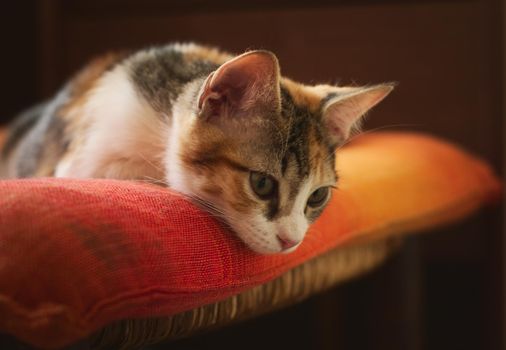 Gorgeous kitten looking down with an expression of curiosity. Studio shot, close up.