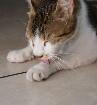 Adult male tabby cat grooming himself. The spines on his tongue can be seen, helping brush the fur.
