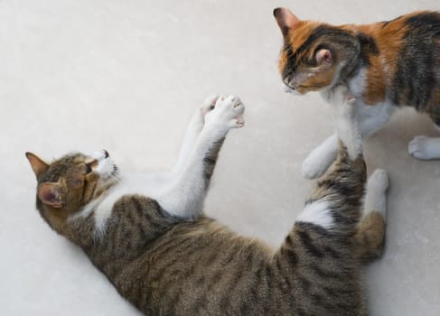 Two tabby, mixed breed cats playing fight on the floor.