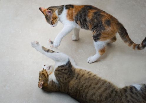Two tabby, mixed breed cats playing fight on the floor.