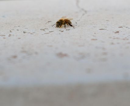 Honeybee on a white plaster surface with large negative space. Extreme close up.